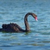 Labut cerna - Cygnus atratus - Black Swan o3472